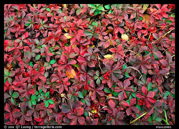 Berry leaves on forest floor in autumn. Isle Royale National Park, Michigan, USA.