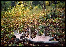 Fallen moose antlers in autumn forest. Isle Royale National Park, Michigan, USA. (color)