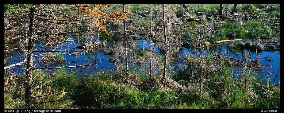 Beaver pond in autumn. Isle Royale National Park (color)