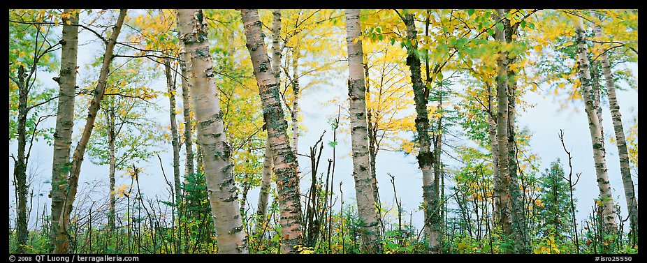 Birch trees with yellow autumn leaves. Isle Royale National Park (color)