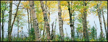 Birch trees with yellow autumn leaves. Isle Royale National Park (Panoramic color)