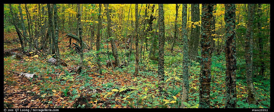 Deciduous forest in autumn. Isle Royale National Park (color)