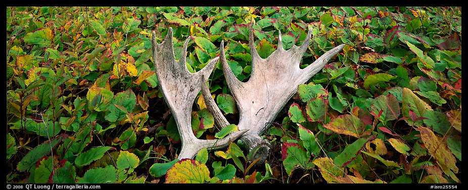 Fallen moose antlers and forest floor in autumn. Isle Royale National Park, Michigan, USA.