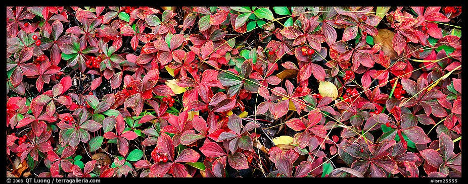 Close-up of berry leaves in autumn colors. Isle Royale National Park (color)
