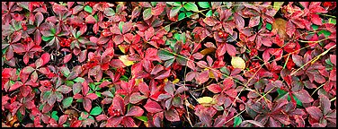 Close-up of berry leaves in autumn colors. Isle Royale National Park (Panoramic color)
