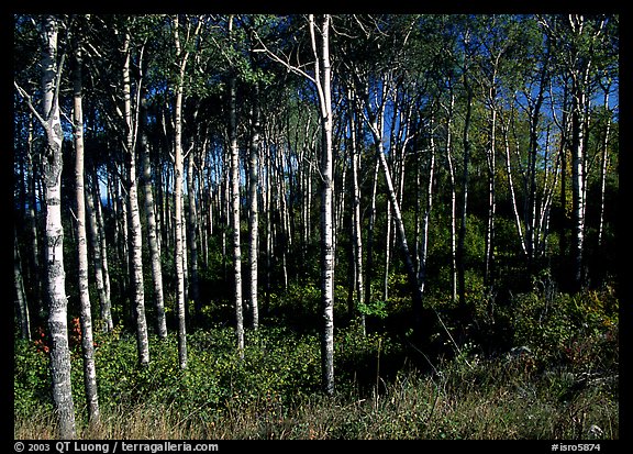 Birch trees. Isle Royale National Park