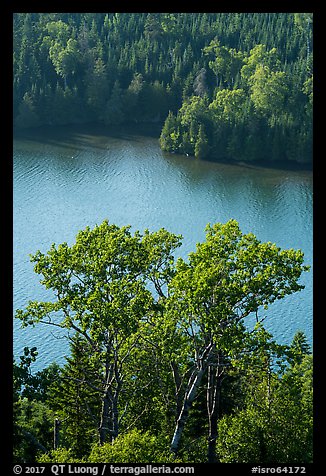 Trees above Duncan Bay. Isle Royale National Park (color)