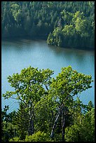 Trees above Duncan Bay. Isle Royale National Park ( color)