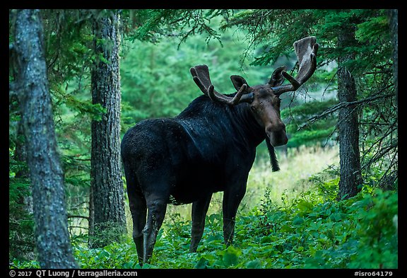 Bull moose in summer forest. Isle Royale National Park, Michigan, USA.