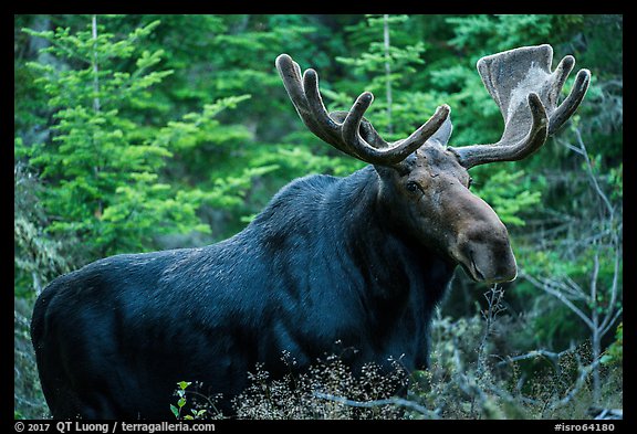 Large bull moose. Isle Royale National Park, Michigan, USA.
