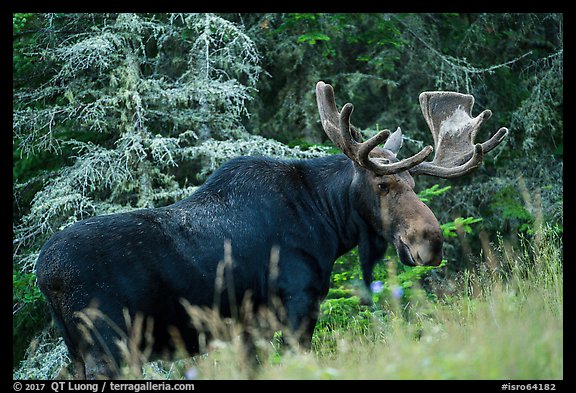 Bull moose in meadow. Isle Royale National Park, Michigan, USA.