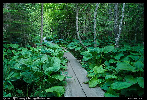 Boardwalk in forest. Isle Royale National Park, Michigan, USA.