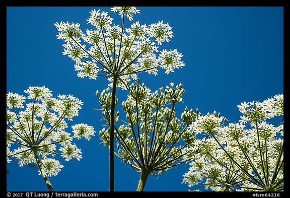 Looking up Cow Parsnip. Isle Royale National Park, Michigan, USA.