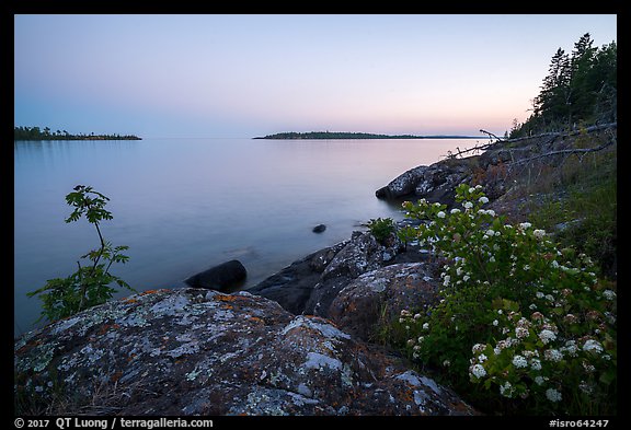 Summer wildflowers and islands, Rock Harbor, sunset. Isle Royale National Park, Michigan, USA.