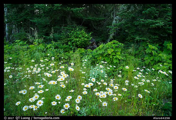 Daisies and forest, Mott Island. Isle Royale National Park, Michigan, USA.