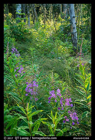 Fireweed starting bloom, Caribou Island. Isle Royale National Park (color)