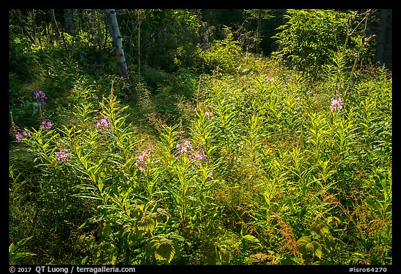 Fireweed and dense forest, Caribou Island. Isle Royale National Park, Michigan, USA.