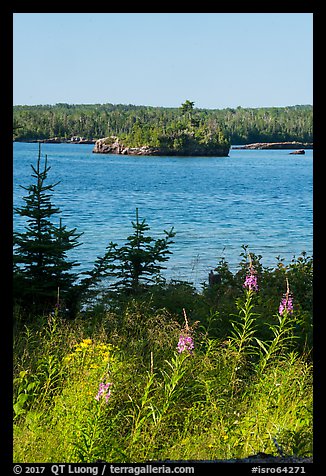 Fireweed, inlet, and forest, Caribou Island. Isle Royale National Park, Michigan, USA.