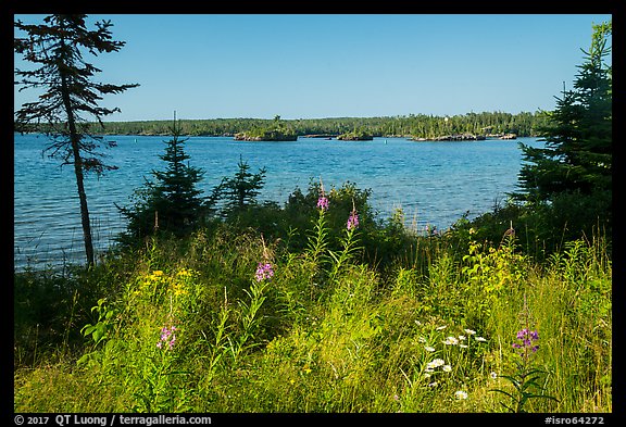 Fireweed, water, and forest, Caribou Island. Isle Royale National Park, Michigan, USA.