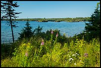 Fireweed, water, and forest, Caribou Island. Isle Royale National Park ( color)