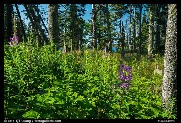 Dense forest vegetation in summer, Caribou Island. Isle Royale National Park, Michigan, USA.