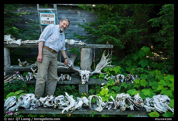 Rolf Peterson points to speciment of moose skull exhibiting pathology. Isle Royale National Park (color)