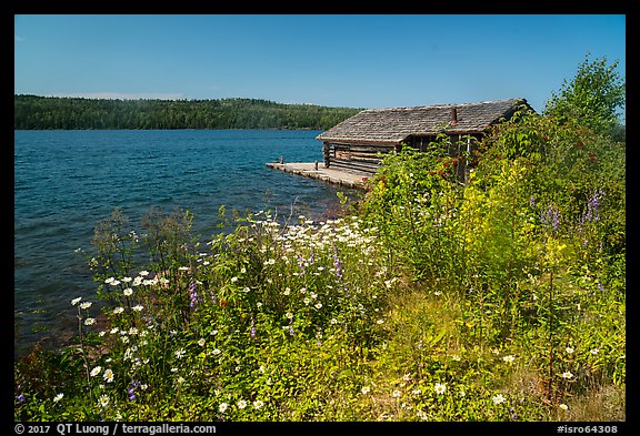 Fish House and wildflowers, Edisen Fishery. Isle Royale National Park, Michigan, USA.