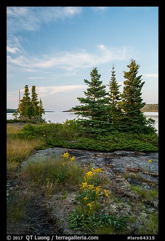Yellow wildflowers, Moskey Basin, Rock Harbor in the distance. Isle Royale National Park (color)