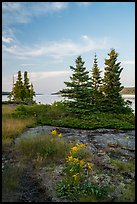 Yellow wildflowers, Moskey Basin, Rock Harbor in the distance. Isle Royale National Park ( color)