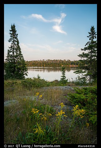 Yellow wildflowers, Moskey Basin. Isle Royale National Park (color)
