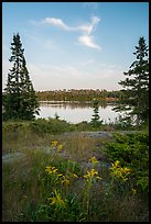 Yellow wildflowers, Moskey Basin. Isle Royale National Park ( color)