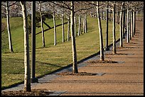 Rosehill Ash monoculture lining up curved pathways in winter. Gateway Arch National Park ( color)