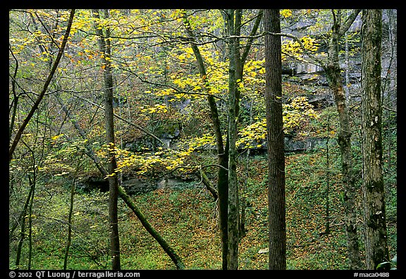 Trees and limestome cliffs in autumn. Mammoth Cave National Park, Kentucky, USA.