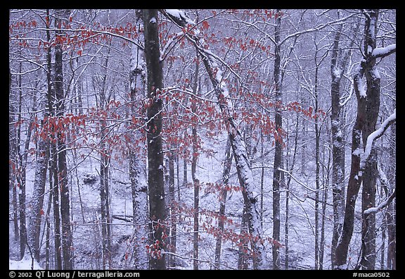 Trees in winter with snow and old leaves. Mammoth Cave National Park (color)