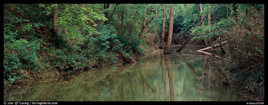 Spring forest scene with trees reflected in pond. Mammoth Cave National Park, Kentucky, USA.