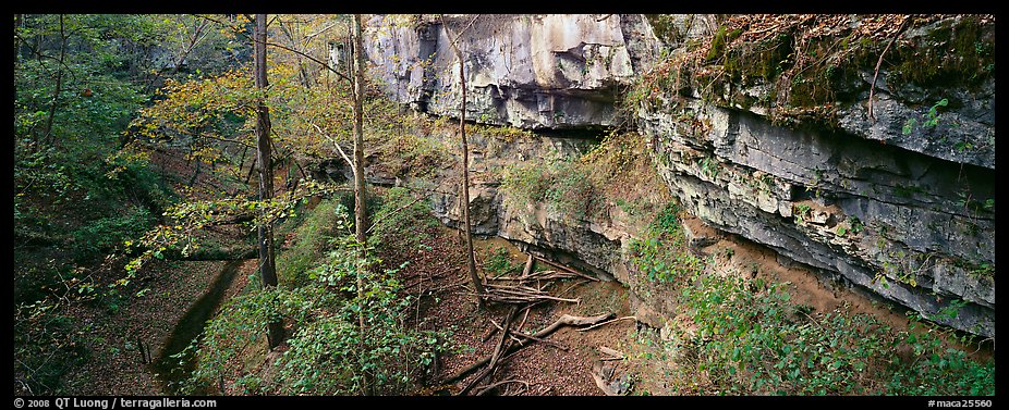 Limestone cliffs and forest. Mammoth Cave National Park, Kentucky, USA.