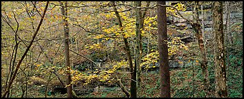 Forest in autumn and cliffs. Mammoth Cave National Park (Panoramic color)
