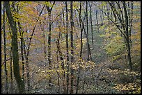 Forest in fall color. Mammoth Cave National Park, Kentucky, USA.