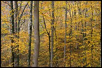 Deciduous trees with yellow leaves. Mammoth Cave National Park, Kentucky, USA.