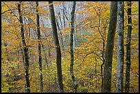 Forest in autumn color. Mammoth Cave National Park, Kentucky, USA. (color)