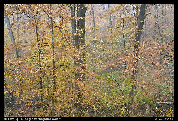 Drizzle and fall colors. Mammoth Cave National Park, Kentucky, USA.