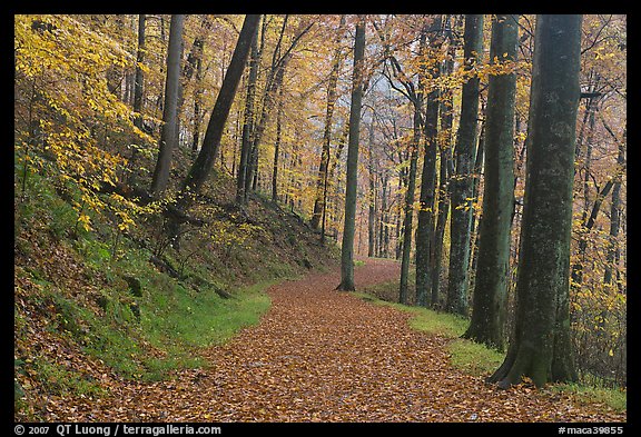 Trail covered with fallen leaves. Mammoth Cave National Park, Kentucky, USA.