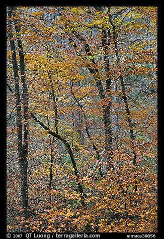 Trees with leaves in fall color. Mammoth Cave National Park, Kentucky, USA.