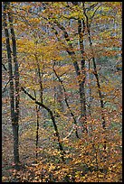 Trees with leaves in fall color. Mammoth Cave National Park, Kentucky, USA. (color)