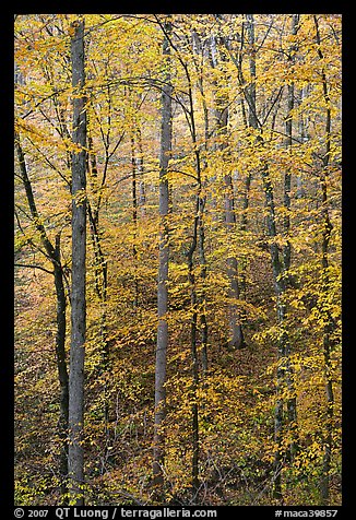 Trees with leaves turned yellow. Mammoth Cave National Park, Kentucky, USA.