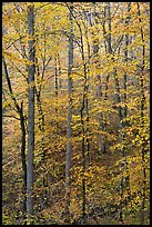 Trees with leaves turned yellow. Mammoth Cave National Park, Kentucky, USA.