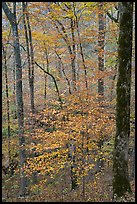 Forest with fall foliage. Mammoth Cave National Park, Kentucky, USA.