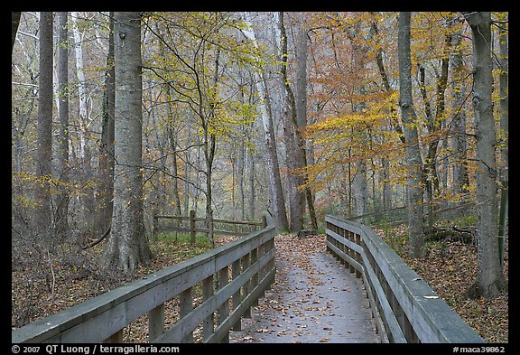 Boardwalk in fall. Mammoth Cave National Park (color)