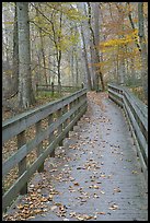 Wooden boardwalk in autumn. Mammoth Cave National Park, Kentucky, USA.
