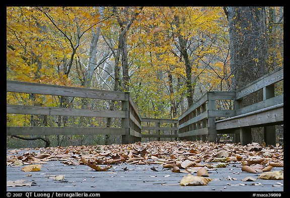 Fallen leaves and boardwalk, ground-level view. Mammoth Cave National Park, Kentucky, USA.